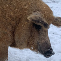 Mangalista Piglet Blonde