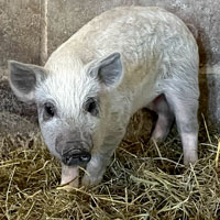 Mangalista Piglet Blonde